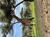 Safari im Ngorogoro Krater