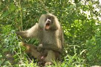 Safari im Lake Manyara Nationalpark