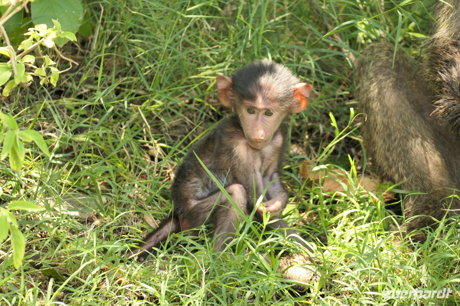 Safari im Lake Manyara Nationalpark