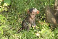 Safari im Lake Manyara Nationalpark
