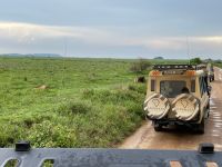 Safari im Serengeti Nationalpark