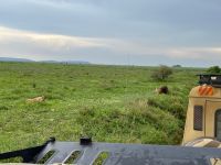 Safari im Serengeti Nationalpark