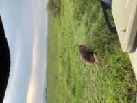Safari im Serengeti Nationalpark