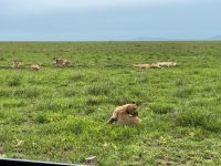 Safari im Serengeti Nationalpark