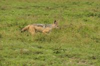 Safari im Serengeti Nationalpark