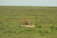 Safari im Serengeti Nationalpark