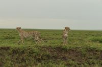 Safari im Serengeti Nationalpark