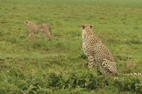 Safari im Serengeti Nationalpark