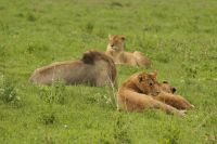 Safari im Serengeti Nationalpark