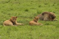 Safari im Serengeti Nationalpark