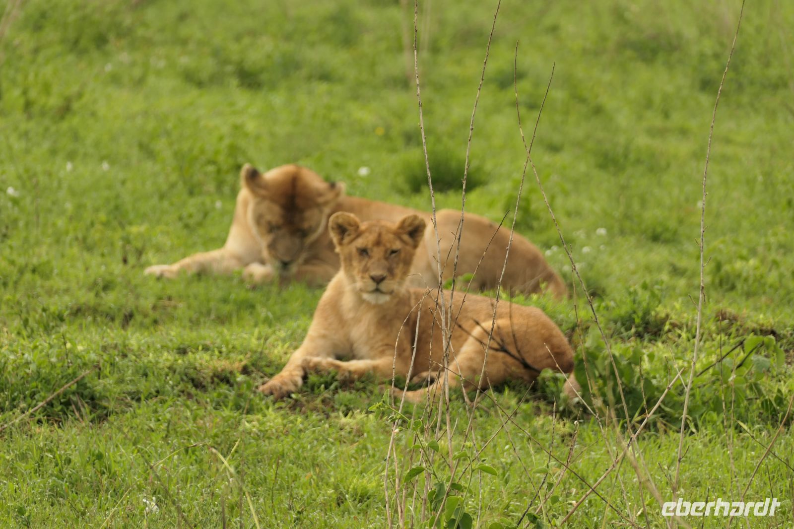 Safari im Serengeti Nationalpark
