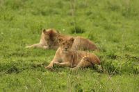Safari im Serengeti Nationalpark