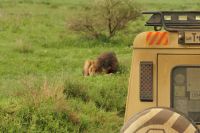 Safari im Serengeti Nationalpark