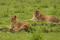 Safari im Serengeti Nationalpark
