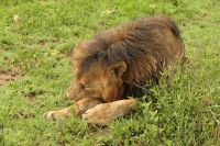Safari im Serengeti Nationalpark
