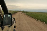 Safari im Serengeti Nationalpark