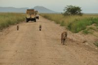 Safari im Serengeti Nationalpark