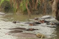 Safari im Serengeti Nationalpark
