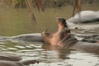 Safari im Serengeti Nationalpark