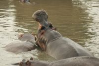 Safari im Serengeti Nationalpark