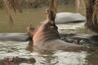 Safari im Serengeti Nationalpark