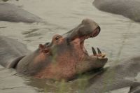 Safari im Serengeti Nationalpark