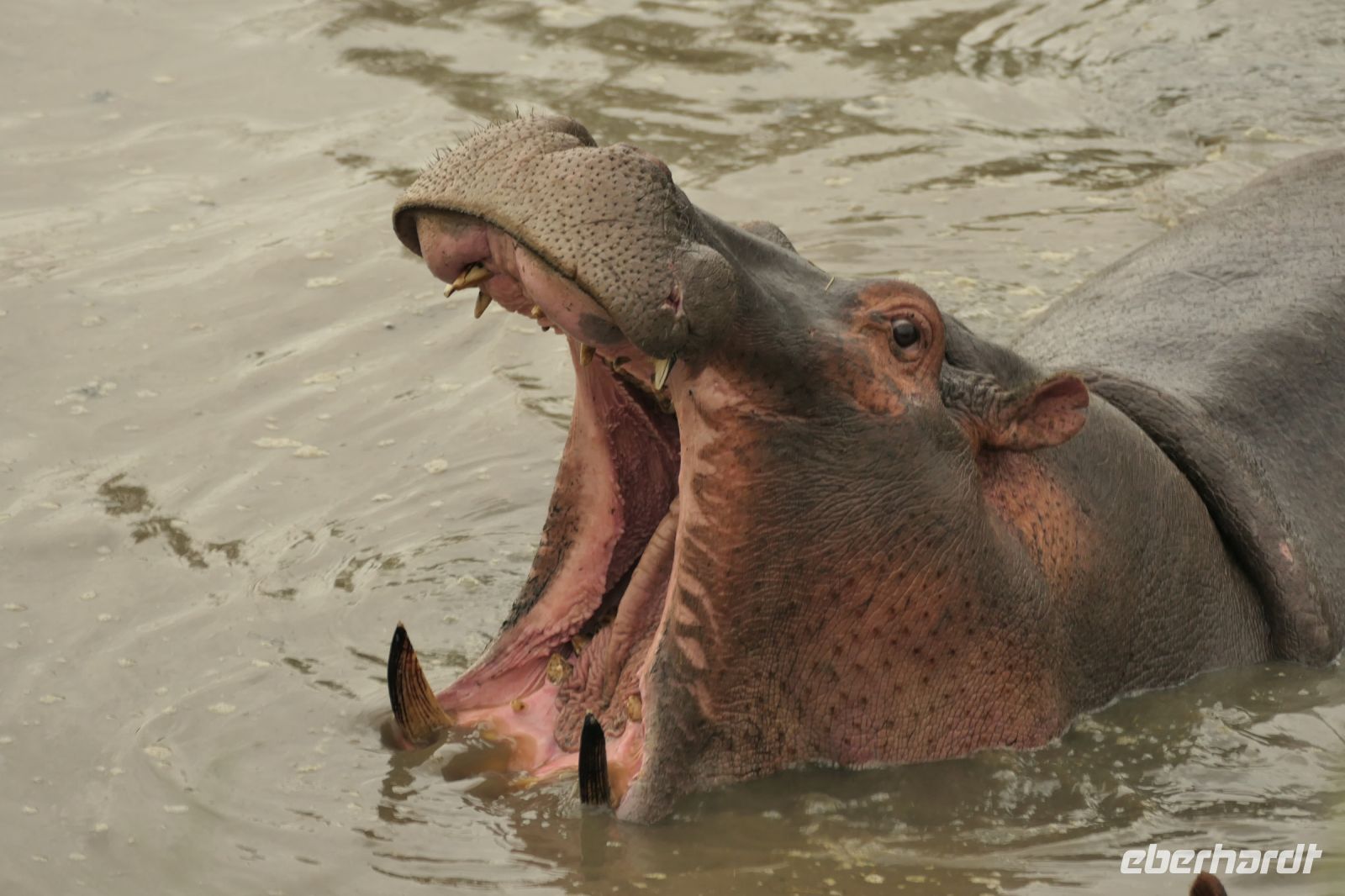 Safari im Serengeti Nationalpark