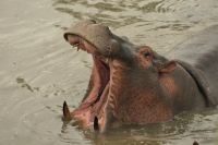 Safari im Serengeti Nationalpark