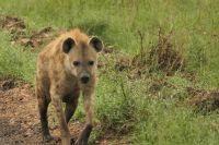 Safari im Serengeti Nationalpark