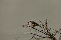 Safari im Serengeti Nationalpark