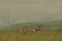 Safari im Serengeti Nationalpark