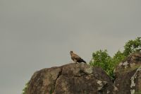 Safari im Serengeti Nationalpark