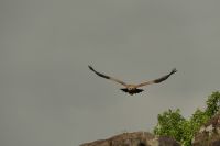 Safari im Serengeti Nationalpark
