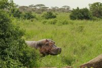 Safari im Serengeti Nationalpark