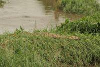 Safari im Serengeti Nationalpark