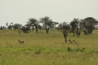 Safari im Serengeti Nationalpark