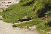 Safari im Serengeti Nationalpark