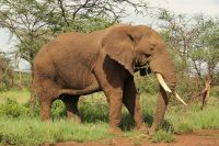Safari im Serengeti Nationalpark