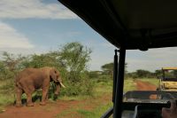 Safari im Serengeti Nationalpark