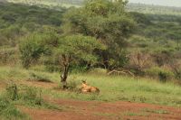 Safari im Serengeti Nationalpark
