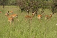Safari im Serengeti Nationalpark
