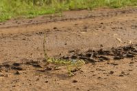 Safari im Serengeti Nationalpark