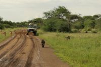 Safari im Serengeti Nationalpark