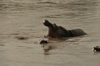 Safari im Serengeti Nationalpark