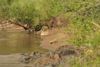 Safari im Serengeti Nationalpark