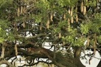 Safari im Serengeti Nationalpark