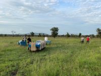 Safari im Serengeti Nationalpark