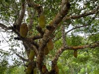 Fahrt nach Kizimbani zur Gewürzfarm 