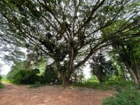 Rundgang auf der Gewürzfarm 