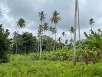 Rundgang auf der Gewürzfarm 